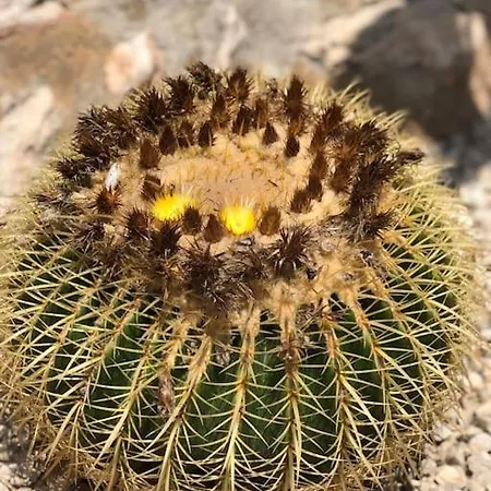 Rustico 'olta' In Finca, See-and Garden Side Сasa de vacaciones Teulada
