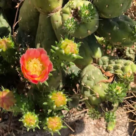 Rustico 'olta' In Finca, See-and Garden Side